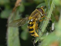 Syrphus ribesii 01 #12515 : Syrphus ribesii, Bessenzweefvlieg, female, dropping eggs